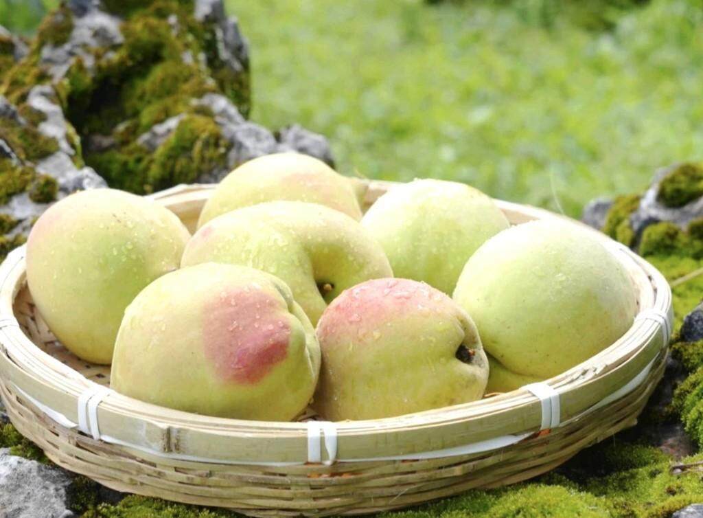 吉泽明步在线 通过正规渠道获取授权内容