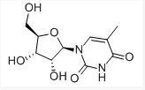 中字啄木鸟 网盘或种子网站上流传