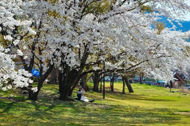 sana太太系列在线观看