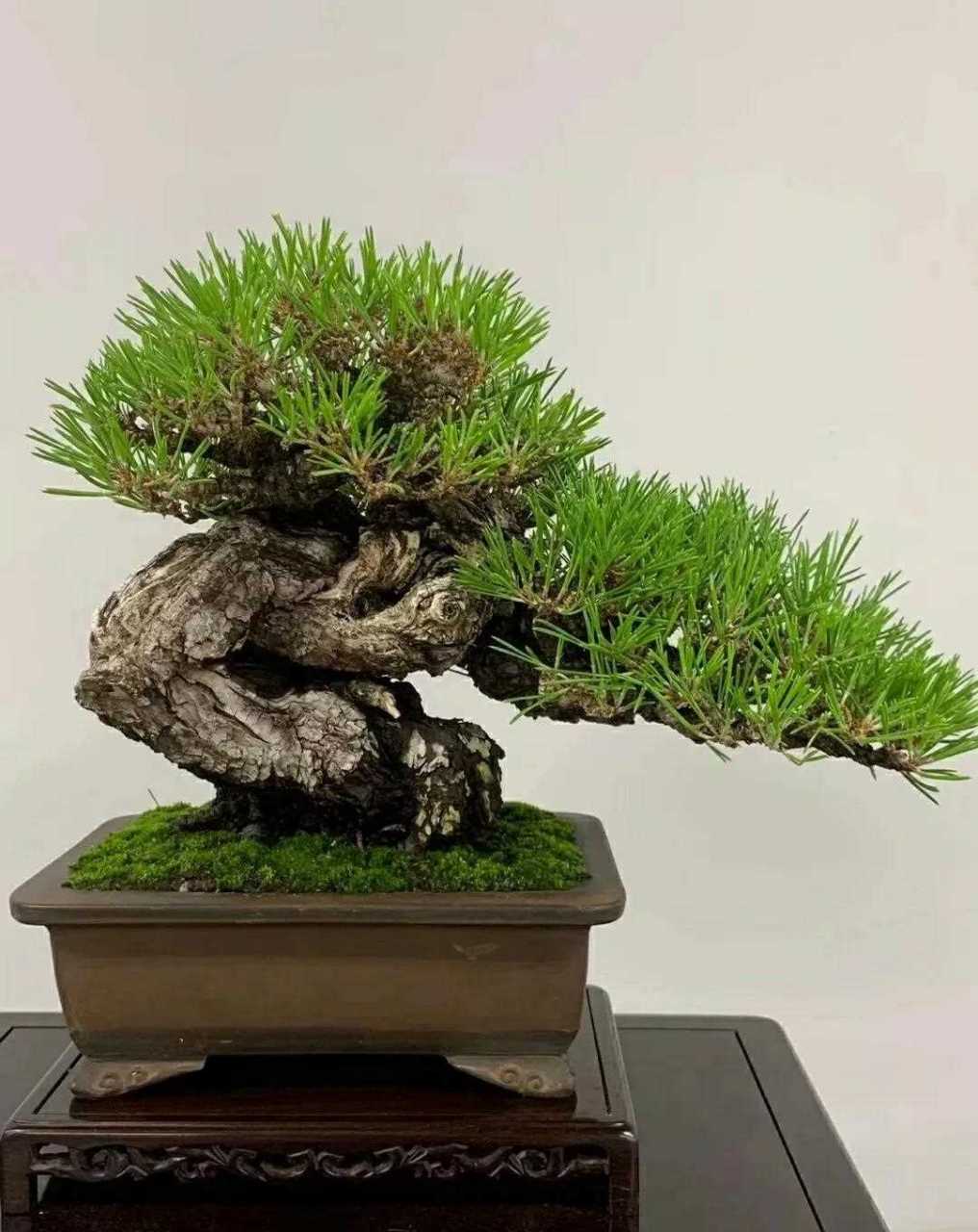 2026p动漫 以及一些值得关注的动漫趋势