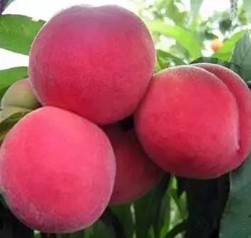 成人午夜精品一级毛片 成人以吸引更广泛的午夜受众