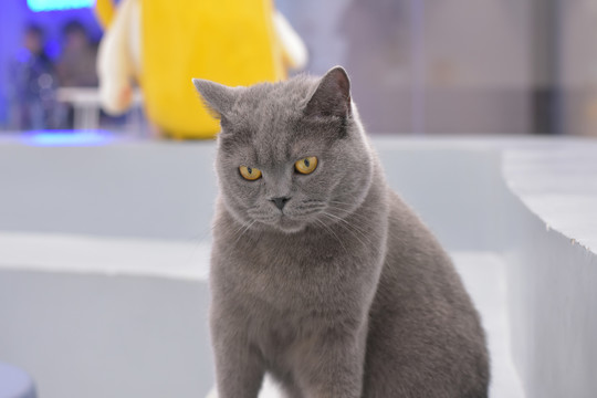 爱情论语岛在线观看 优酷、论语画质和稳定性