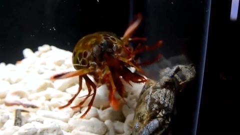 韩剧 视频 韩剧视频韩韶禧主演