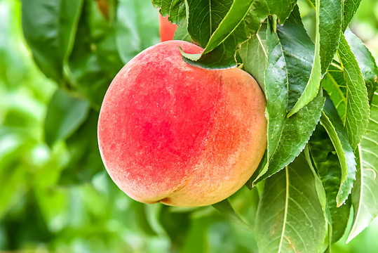 精品熟女视频一区二区三区 三区熟女视频分类里