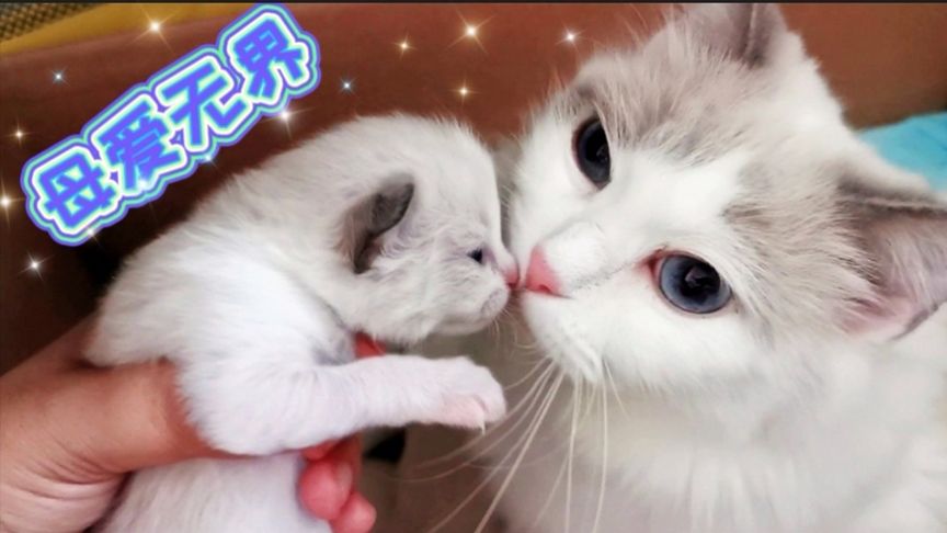 你知我知谭咏麟视频 知知如果你有其他问题