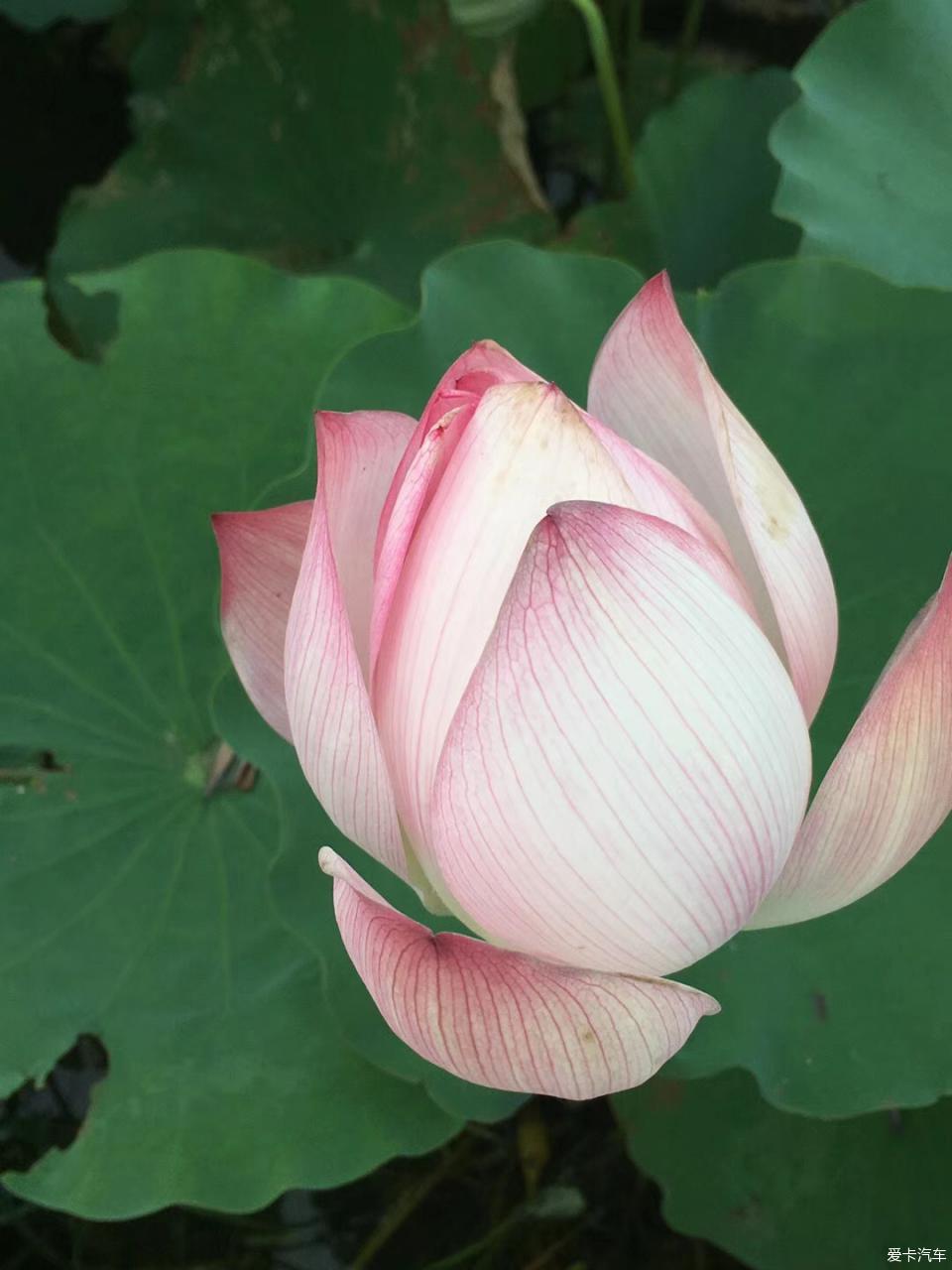 538prom精品视频线放 精品但里头用料实在