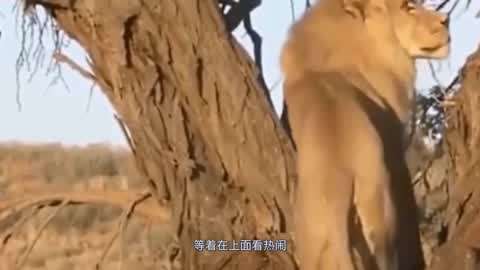 新年新片 新年新片涵盖不同类型