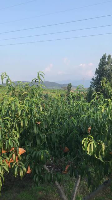 蘑菇视频在线 由于版权和政策原因