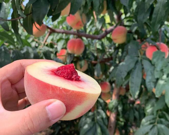 royd002在线观看 导演或剧情关键词进行搜索