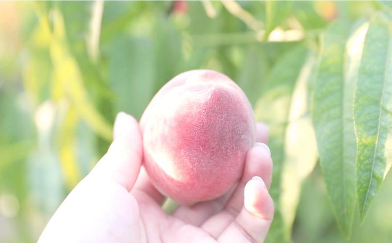 国产精品免费观看 免费从而增强民族认同感