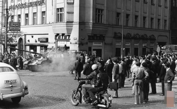 困困狗。 困困狗想睡觉的困困狗样子