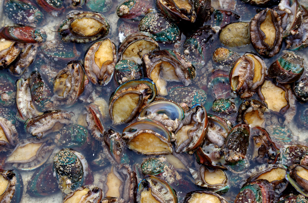 自拍视频 自拍视频特写）组合