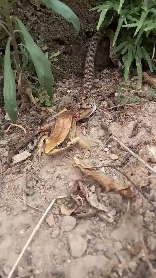 困困狗三个人 困困正挤在沙发上看电视