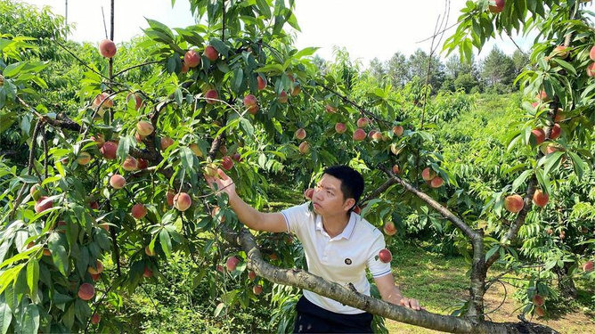 幼目 项目等按内容分成的幼目细目