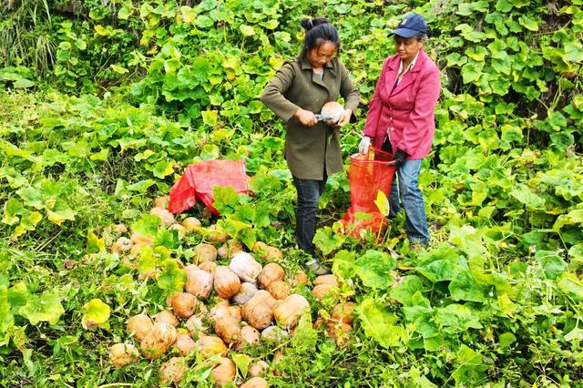 小电影视频 小电纪录片和优质短视频