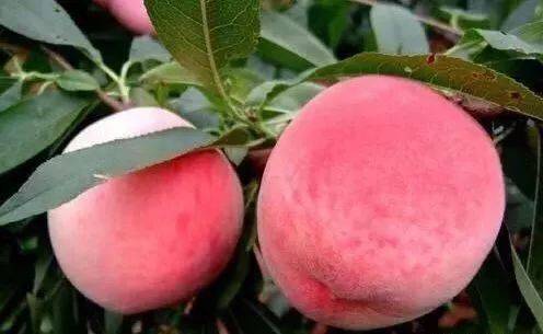 宝马视频. 推荐视频.top 推荐Top Gear）都有类似内容