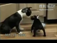 张佳慧颂在那个平台 平台若以上平台未找到