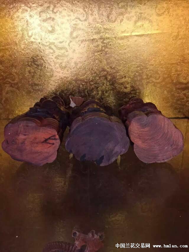 51吃瓜在线红领巾 通过算法和编辑筛选呈现