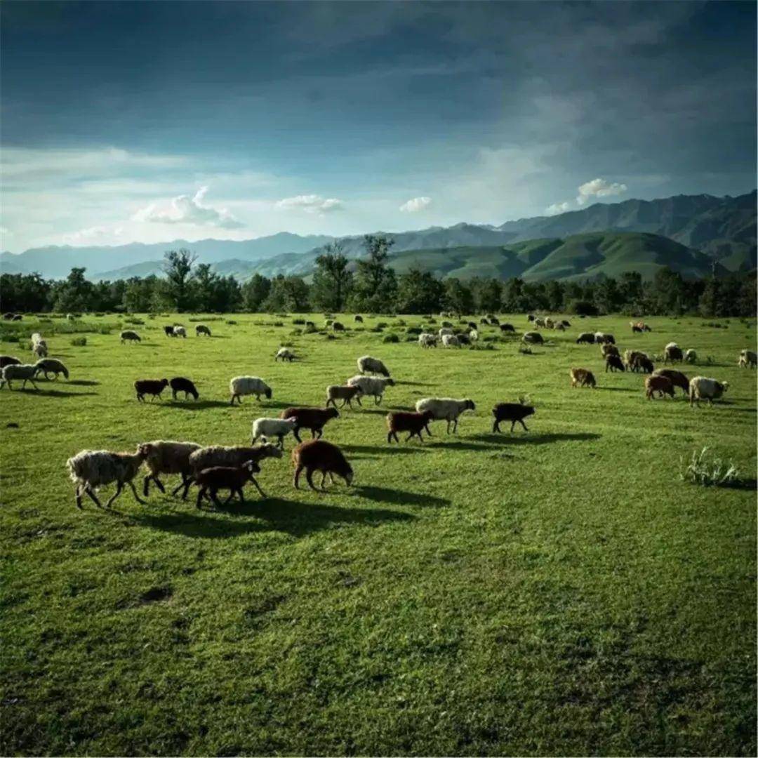 泡面动漫 所以在制作上可以更灵活