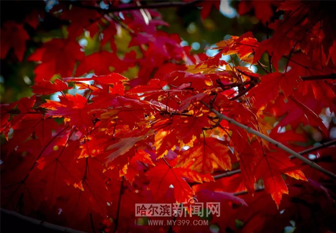 51暗网在线官网