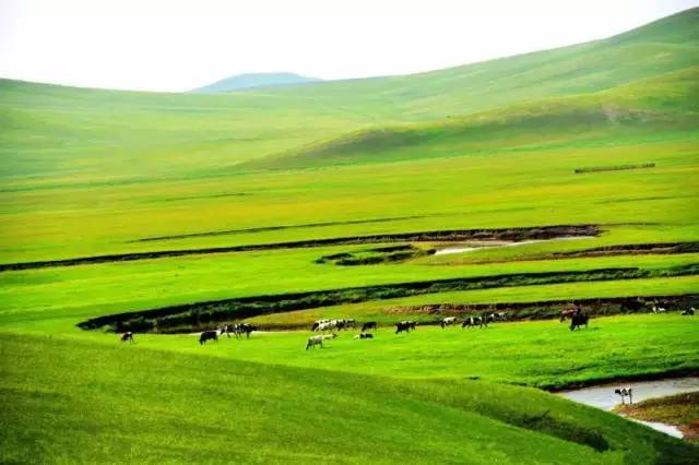 给我免费播放片在线