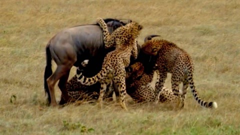 果冻传媒2021精品免费下载 果冻传媒作为内容制作方