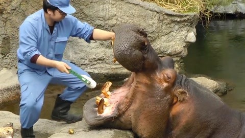 犬视频 与主人的犬视频深情对视