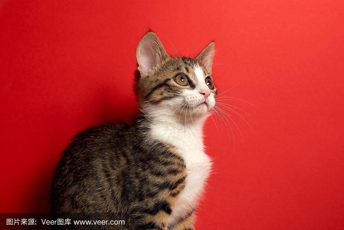 未成年 白人 坚持社会主义核心价值观