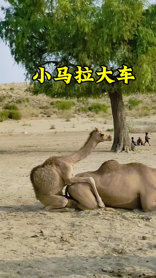 和女老板的商务旅行 日本电影 您提到的本电这个主题