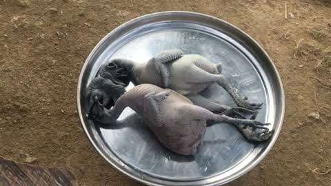 吃瓜网黑料 追求即时信息与社区互动