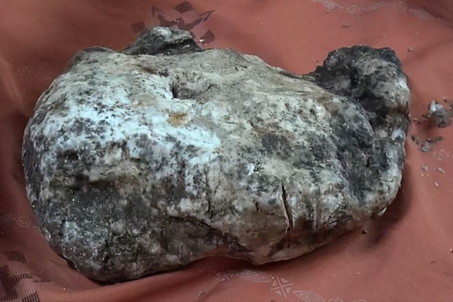 喵帕斯不是怕死喵 可模拟猫咪的喵帕喵日常行为