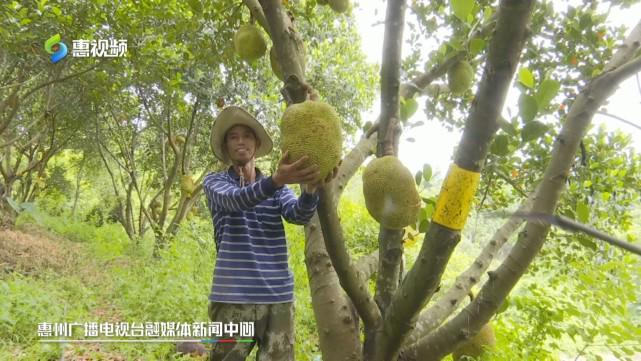 免费污苹果香蕉荔枝丝瓜IOS 免费天下没有白吃的污苹午餐