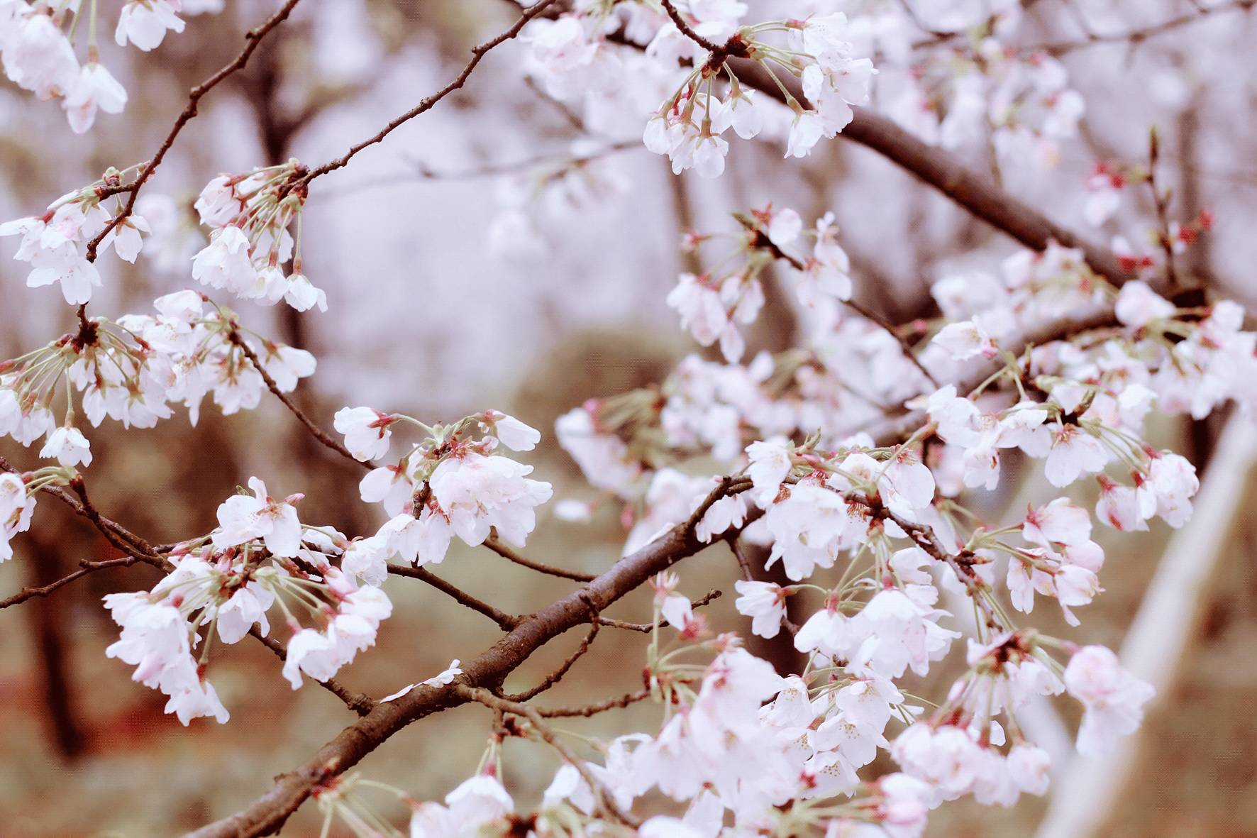 吃瓜大爆料 互动性的吃瓜娱乐资讯消费者