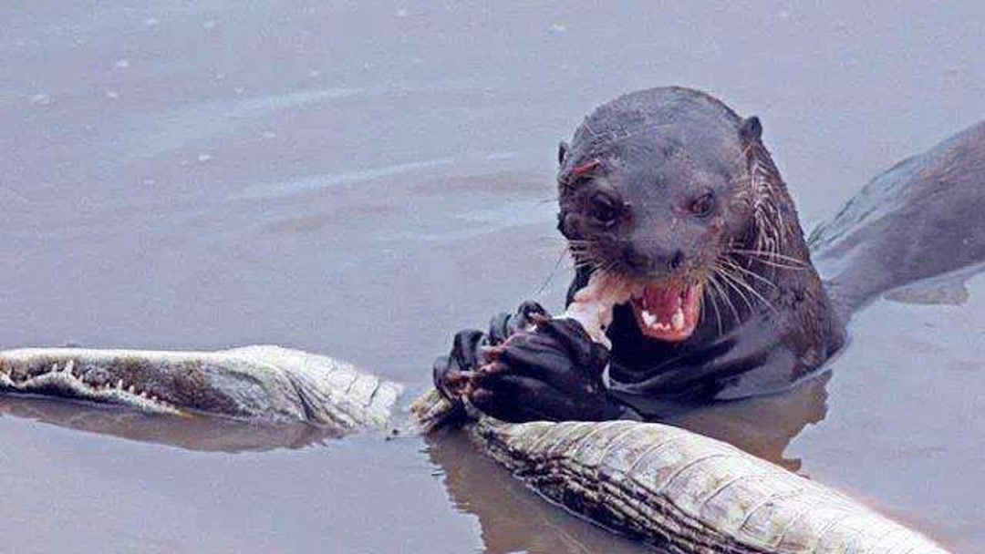 亚洲中文久久久久久精品国产百度 百度搜索指数迅速攀升