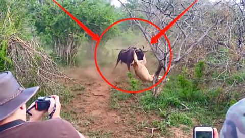 亚洲中文久久久久久精品国产百度 百度搜索指数迅速攀升