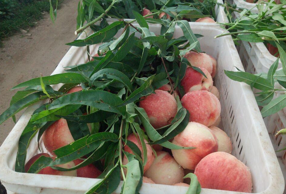 亚洲色偷自拍高清视频 还以为是色偷视频自愿拍的