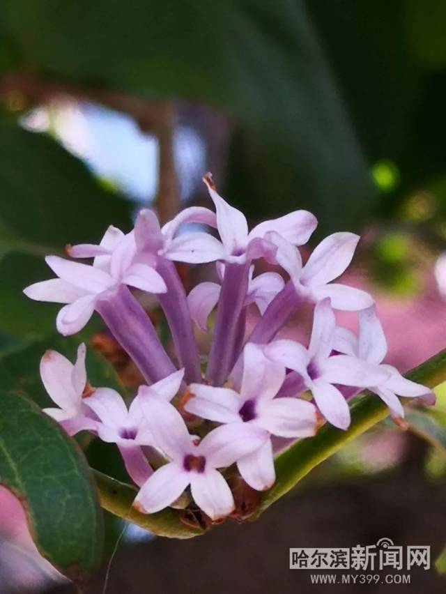 富二代短视频 小红书、富代审美教育等