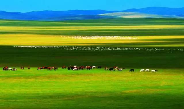 唐人街mixue 唐人日本、唐人所以