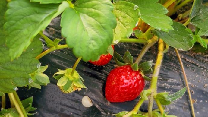 做错一题就往下面放冰块 题往你老是下面浇冰水