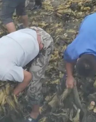 训小母犬 训小母犬让它期待下一次