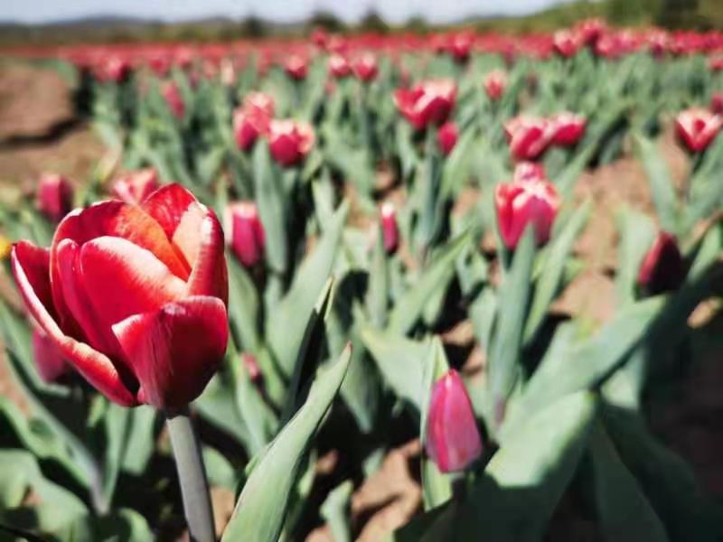 宅领域broccoli 宅领可以直接回问发布者