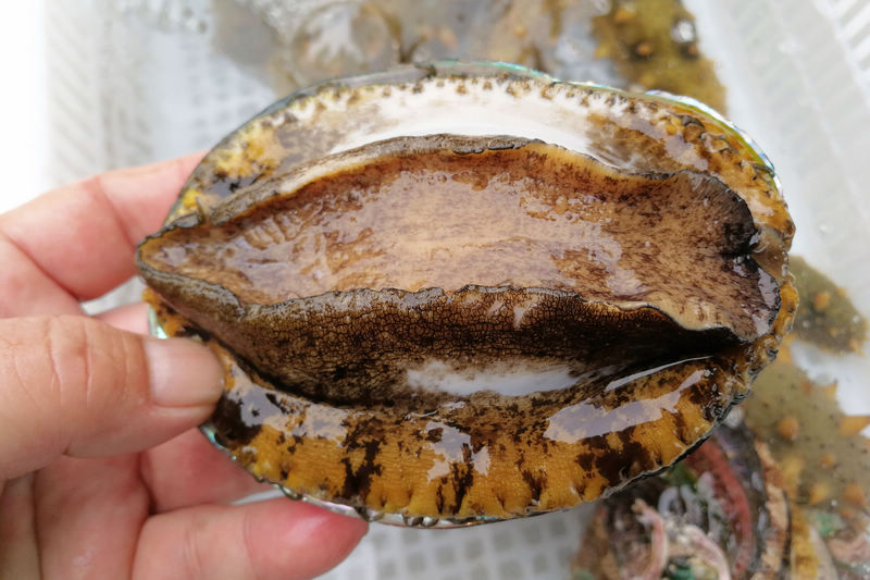 小蓝gtv金币兑换码 为潜在用户提供参考