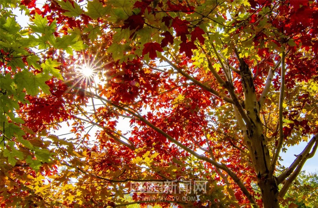 中文字幕无线观看链接 中文字幕从老电影到新动漫