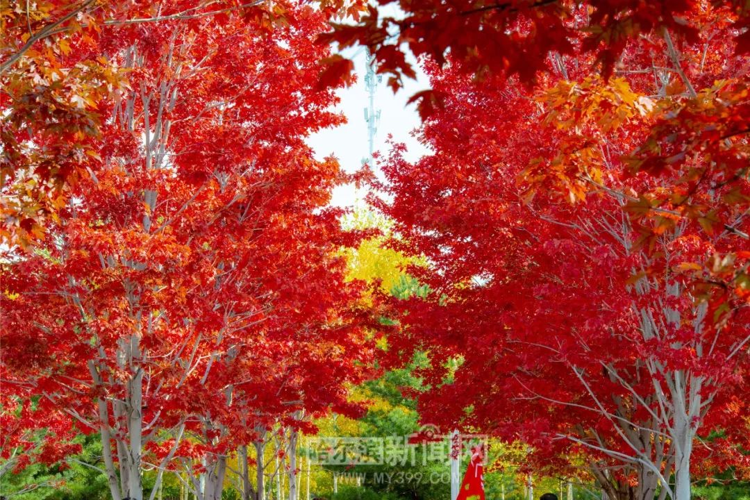 它师 可以扮演学习伙伴的角色