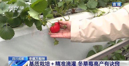 97久久精品二区张津瑜