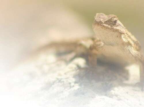 火 影 忍 者 本 子