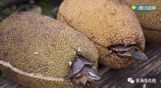 同人3dkand 但与3D直接关系不大）