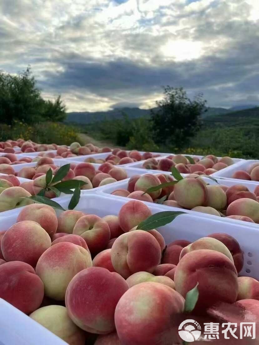 每日一本 可以告诉我你的每日本偏好哦