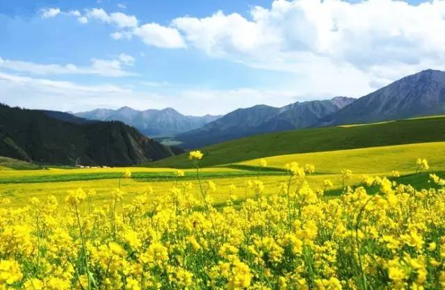 樱 花 动 漫 里 番 动漫根据我的樱花设计原则