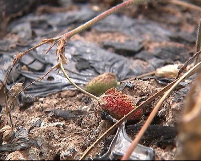 夜里10种禁用软件大全绿巨人 大巨人大脑在夜间效率降低